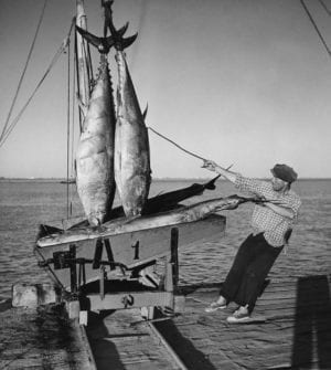 Pêche aux thons, Portugal, 1954