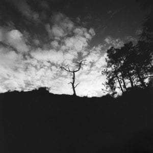 L’arbre foudroyé, Borcastel