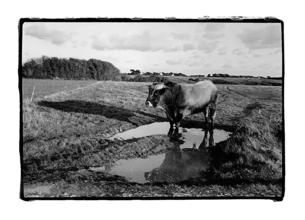 Le taureau de Kervarigeon © Nicolas Boudreaux