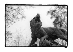 Le loup du jardin Boulingrin