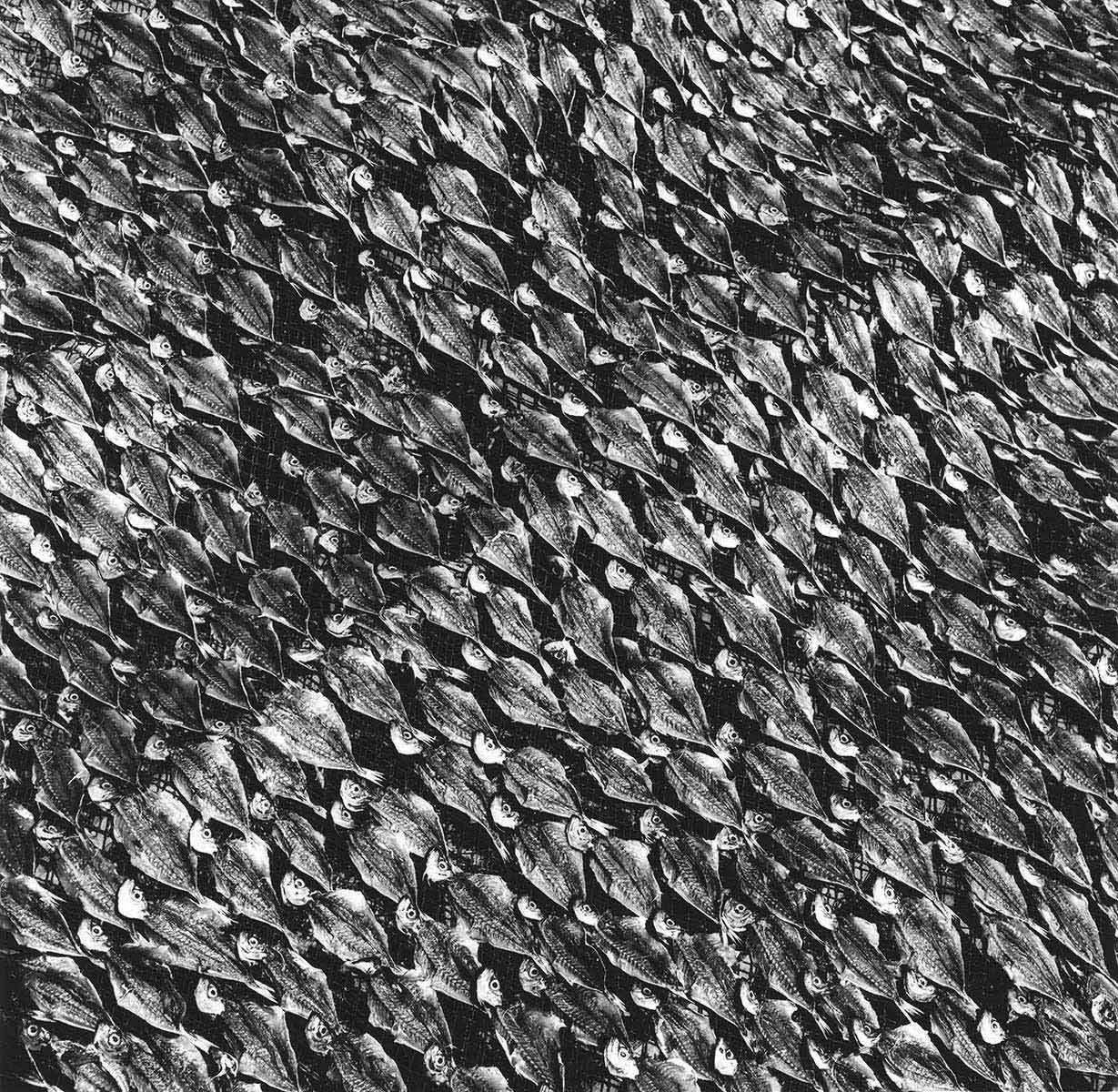 nazare-sardines-au-soleil-1954